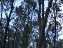 Shaina Arab fuck in forest